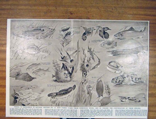 Original Old Antique Print Fish Young Natural History Animals Art