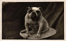 PC REAL PHOTO DOG DOG (a39469)
