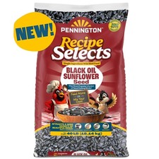 Recipe Selects Black Oil Sunflower Seed Dry Wild Bird Feed, Bird Food