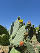 XL Prickly Pear Cactus Pads 10–24" Opuntia Nopales Cuttings, Easy