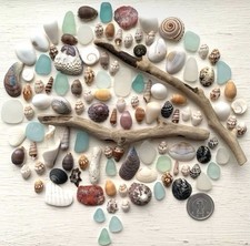 sea shell mix from japan Assortment of natural materials