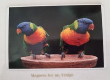 AUSTRALIAN RAINBOW LORIKEETS / BIRDS FRIDGE MAGNET - M621 CCF