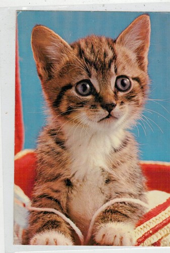 Carte Voeux Ancienne Chat Roux - 8 Cartes Postales (3 Formats Dispos) - Carte Chaton Attend L'année 2026 Avec Tendresse