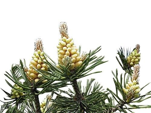Pino di bosco -Pinus sylvestris 15 semi - Foto 1 di 2