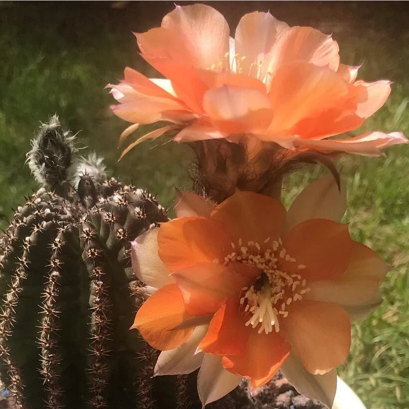 Doble Echinopsis Hibrido Flor Naranja - Imagen 2 de 2
