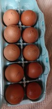 12 French Copper Maran Hatching Eggs - Black, Blue  Splash - Feathered Shank