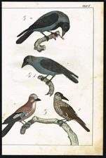 Crow, Jackdaw & Jay Birds Schubert Antique Natural History Print c.1880