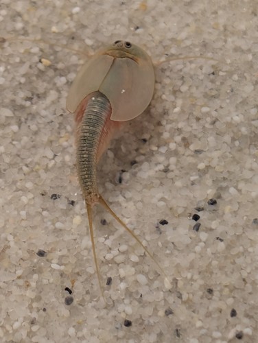 Triops Starter - Set mit Becken *klein* / Urzeitkrebse Set mit viel Zubehör - 第 26/27 張圖片