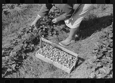 Photo:Picking strawberries near Hammond, Louisiana