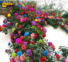 200 Mix Climbing Rose Seeds for Planting Outdoors Ornamental Climbing Flowers R