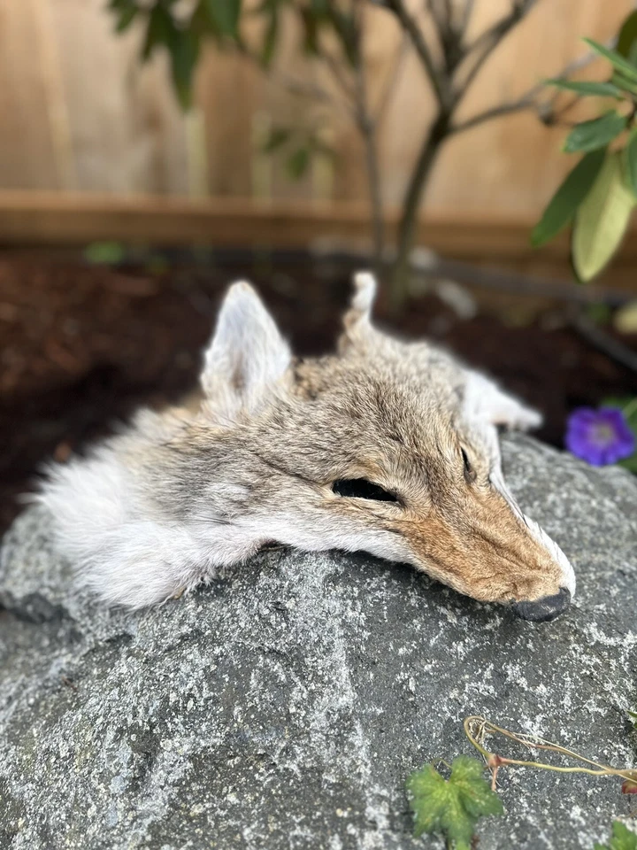 Головной убор коренных американцев койот - Изображение 3 из 4