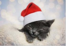 Doodlecards Christmas Card British Shorthair Kitten