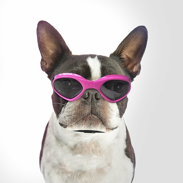 pink dog sunglasses