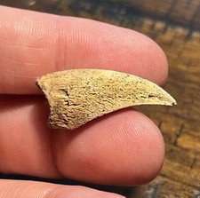 Giant Turtle Claw Dinosaur Age Fossil Hell Creek Form ND