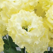 Lisianthus Seeds Lisianthus Celeb 2 Yellow 25 Pelleted Seeds