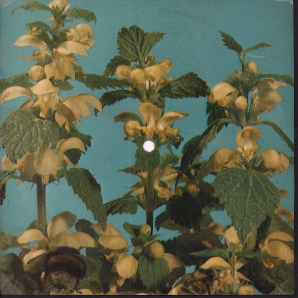 Eruption One Way Ticket 7" Vinyl Polen Tonpress 1979 Picture Flexi Disc R0918