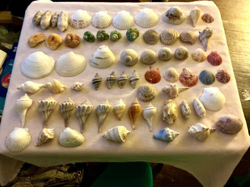 extra large assorted small shells from the Phillipines for crafting or display