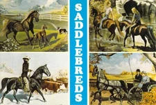 1980 4 types American Saddlebred horse Artist drawn Postcard 4x6 C8