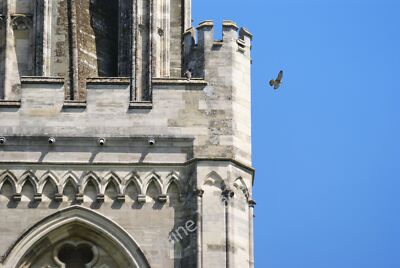 Photo 12x8 Peregrine Falcons at Chichester Cathedral (5) A young peregrine c2010