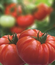 Red Beef Tomato Plug Plants Grow Your Own Vegetables Ready to Plant Now