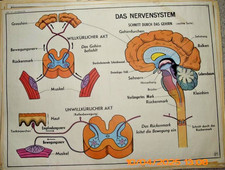 Obraz na rolce Karta szkolna Szkoła Karta ścienna Tablica dydaktyczna OBUSTRONNA Układ nerwowy i skóra