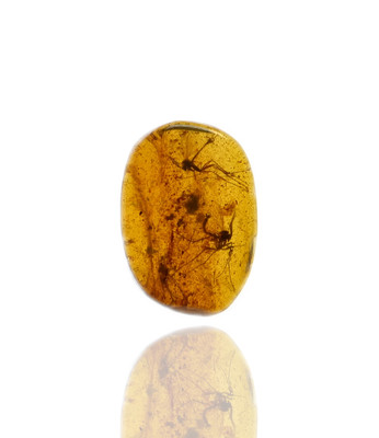 Swarm of Insects, Fossil insect inclusion in Burmese Amber