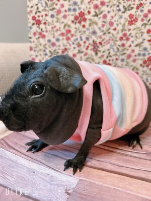 Clothes Cool Guinea Pigs Skinny Pig In Clothes Guinea Pig Clothes