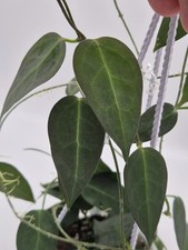 Rare Hoya carrii NS13-064, thin dark brown-bronze color leaves|vining trailing