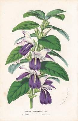 Brazilian bower plant flower Brazil Brasil Botanik botanical botany Houtte Litho
