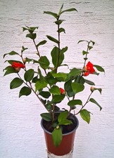 Japanische Kamelie - Camellia japonica - 19cm Topf - 65cm hoch