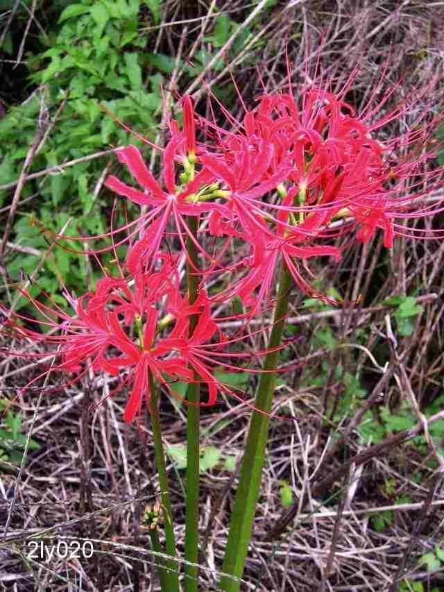 Lycoris radiata Red Spider Lily Magic Lily 25 USgrown Flower