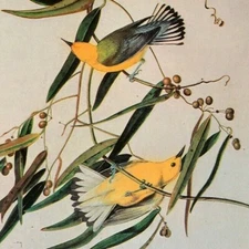 John James Audubon Birds PROTHONOTARY WARBLER Vintage Art Book Plate 93