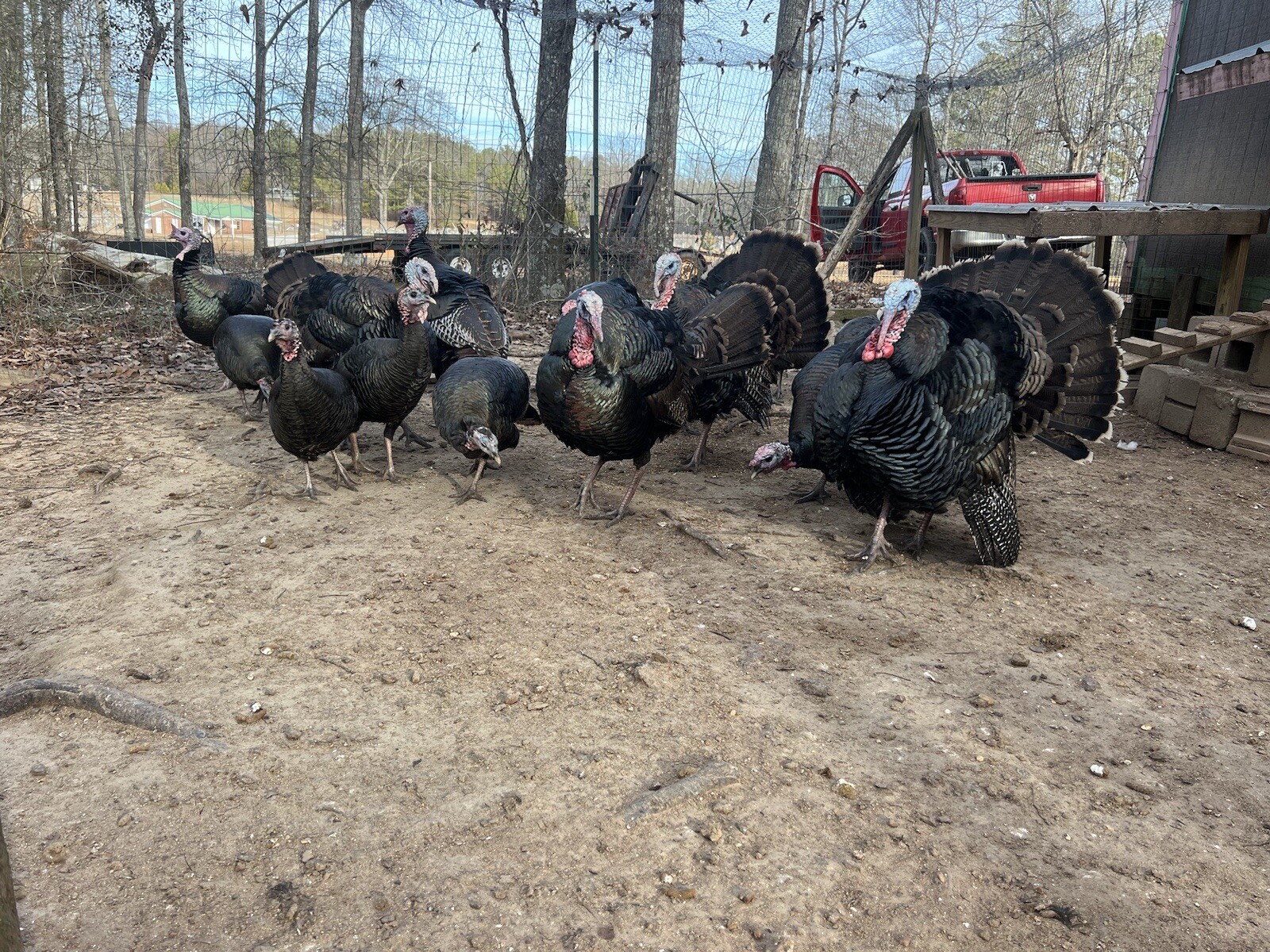12 EASTERN WILD TURKEY HATCHING EGGS *** eBay
