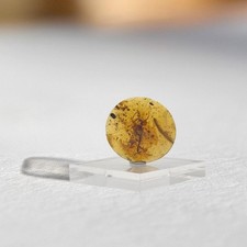 SCORPION and MILLIPEDE in Burmese / Burmite amber fossil / 100% genuine amber 