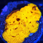 Corals of Eden ~ WYSIWYG Live Coral Frag ~ 24K Gold Leptoseris ~ LPS SPS — photo 3