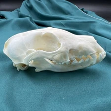 Real Fox Skulls, Taxidermy Real Animals Skulls, Real Bones Specimen,Special Gift