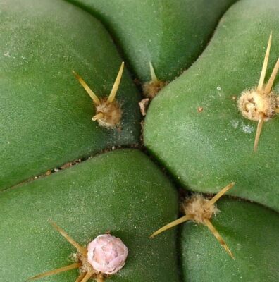 Gymnocalycium horstii A8R - | eBay