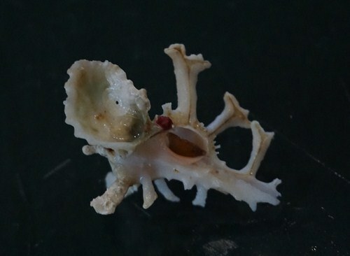 Homalocantha zamboi 43 mm F+++ "w/ unusual natural attachment WOW!!! - Picture 1 of 6