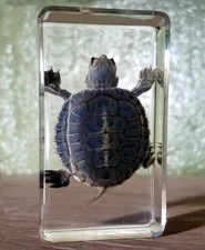 Best Quality Real Turtle in Resin, Oddities, Curiosities, Trachemys Scripta