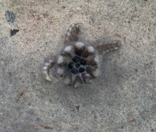 Trias Aspiduriella scutellata Rara Stella Serpente Gähnheim Franchi Q4-11