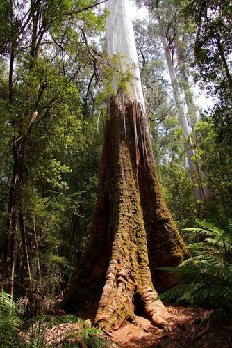 Native Koala Food & Wildlife Shelter Tree Seed Pack-13 packets-Eucalyptus Gum - Picture 7 of 12