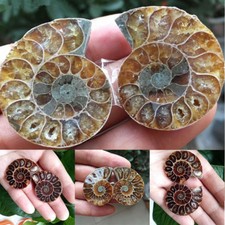 1Pair Natural Druzy Madagascar Sea Ammonite Slice Shell Gemstone Specimen Stone