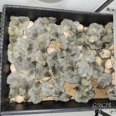 #ad 12 2 RARE BREED Lavender Orpington Hatching Eggs $39.50