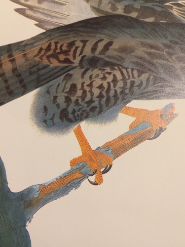 Harlan's Red tailed Hawk Audubon Print 11.5" x 15" Litho 97 Black Warrior - Picture 8 of 10
