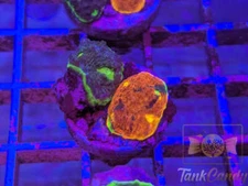 WWC Jelly Bean Rainbow Chalice Split WYSIWYG CA4 ~Live Coral Frag ~TankCandy~