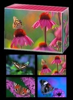 Butterfly Boxed Card Set - Pztkb01 on sale Butterfly Boxed Card Set - Pztkb01 on sale