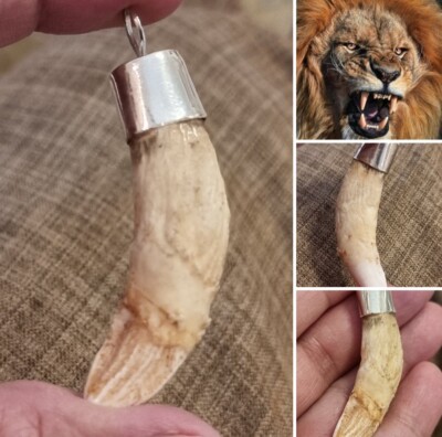 Spiritual ناب الاسد افريقي اصلي نادرAfrican Lion tooth Amulet