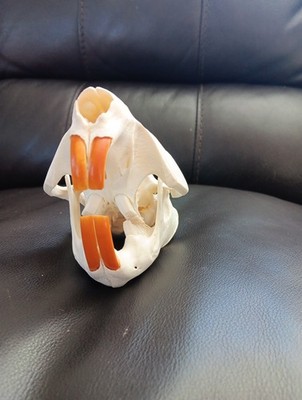 BEAVER SKULL With All Teeth Taxidermy Decor / Educational / Collection / Unique