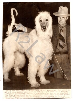 1938 Westminster Press Photo Best Afghan Hound Amanullah