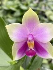 Original Phal Phalaenopsis Sweet Memory x bellina-FRAGRANT